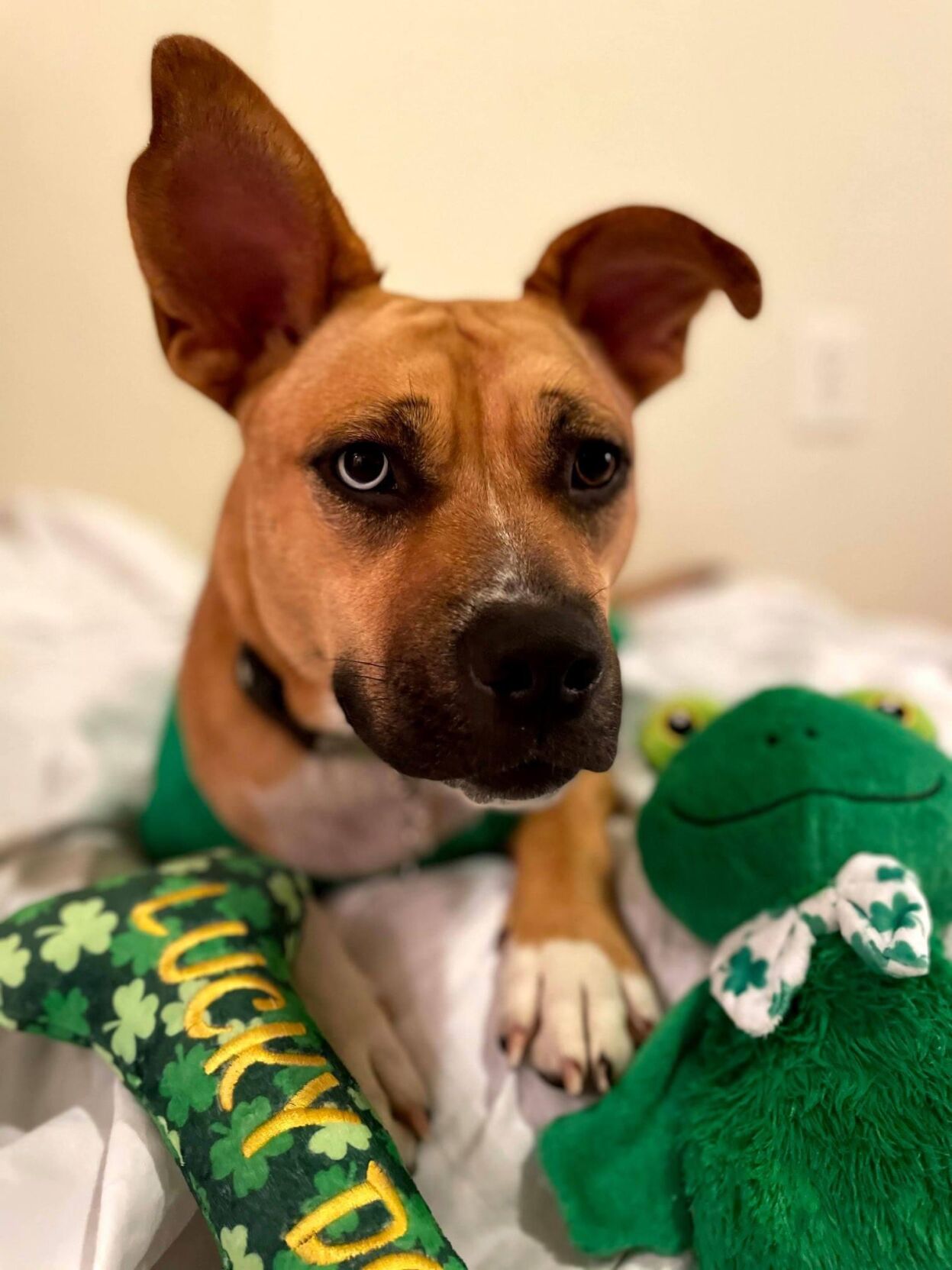 How often should you wash your dog’s bed?
